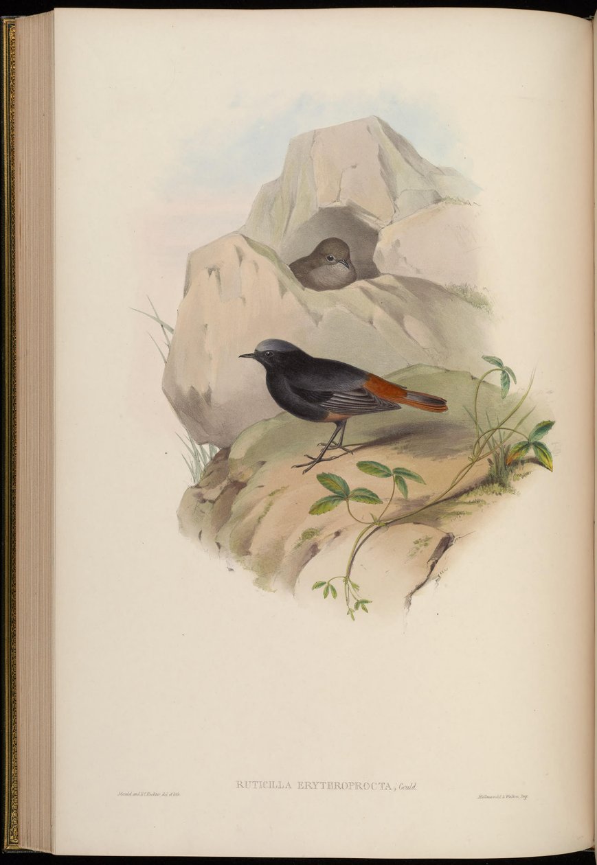 Ruticilla erythroprocta = Phoenicurus ochruros autorstwa John Gould