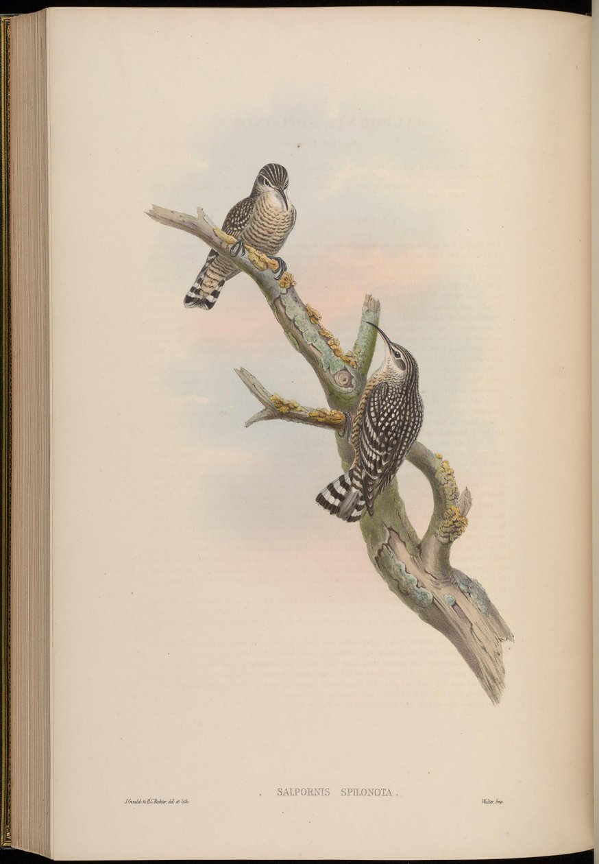 Salpornis spilonotus autorstwa John Gould