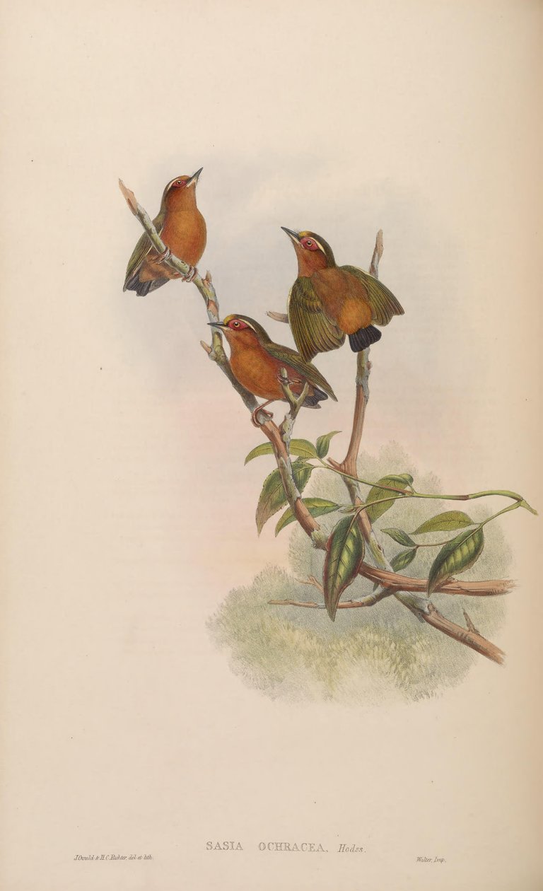 Sasia ochracea autorstwa John Gould