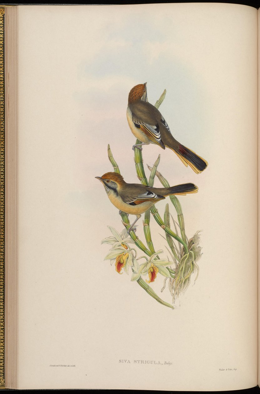 Szara fryzura = fryzura Minla autorstwa John Gould
