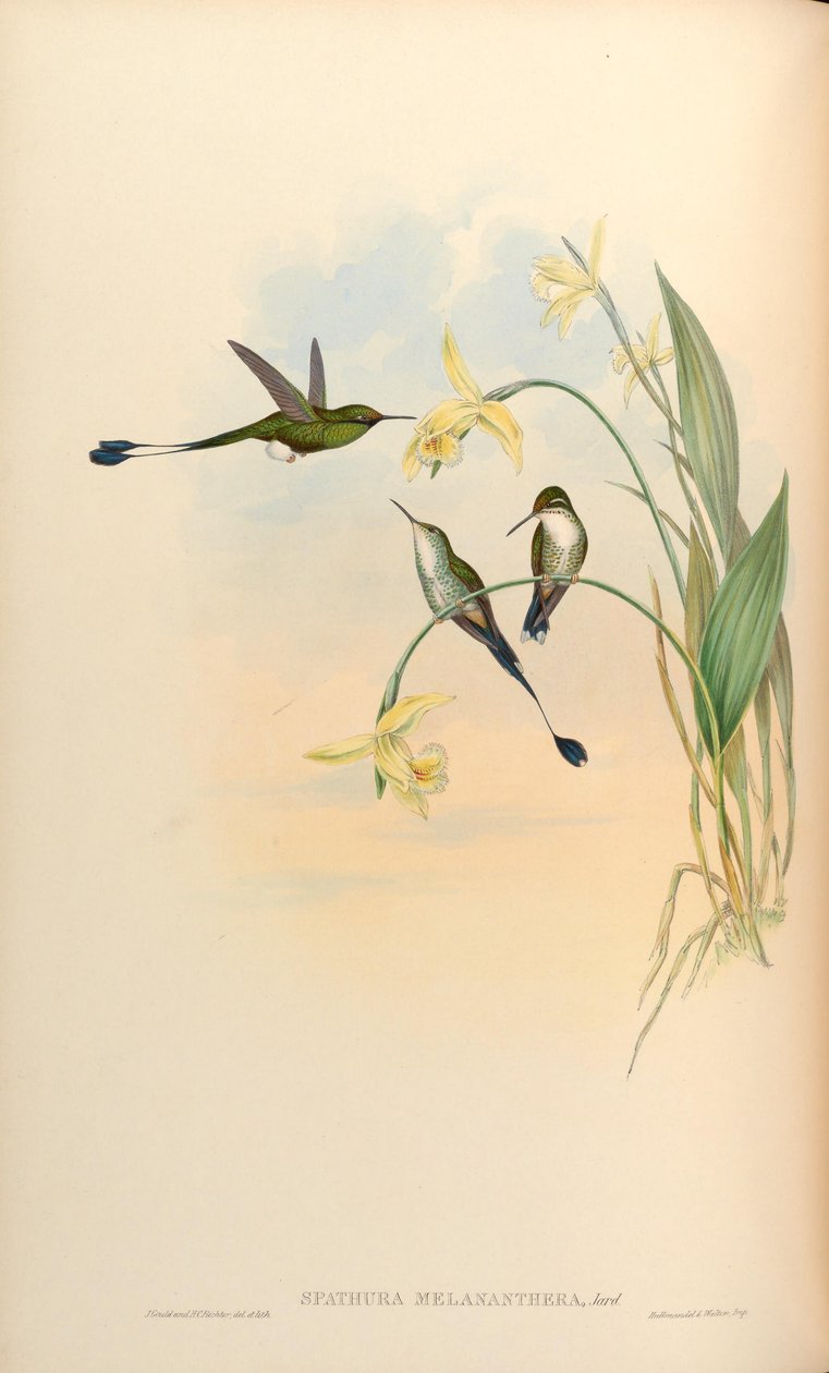 Spathura melananthera = Ocreatus underwoodii melantherus autorstwa John Gould