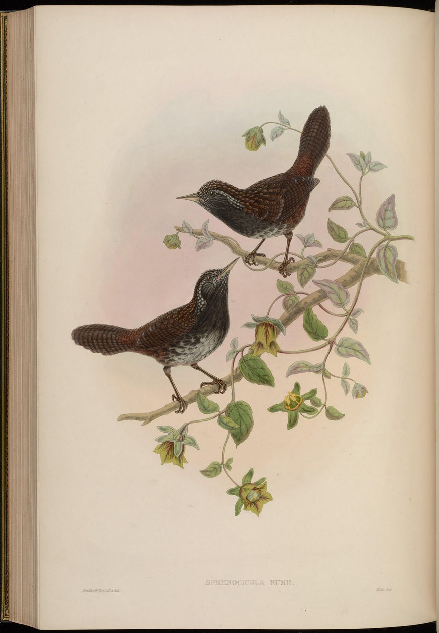 Sphenocichla humii autorstwa John Gould
