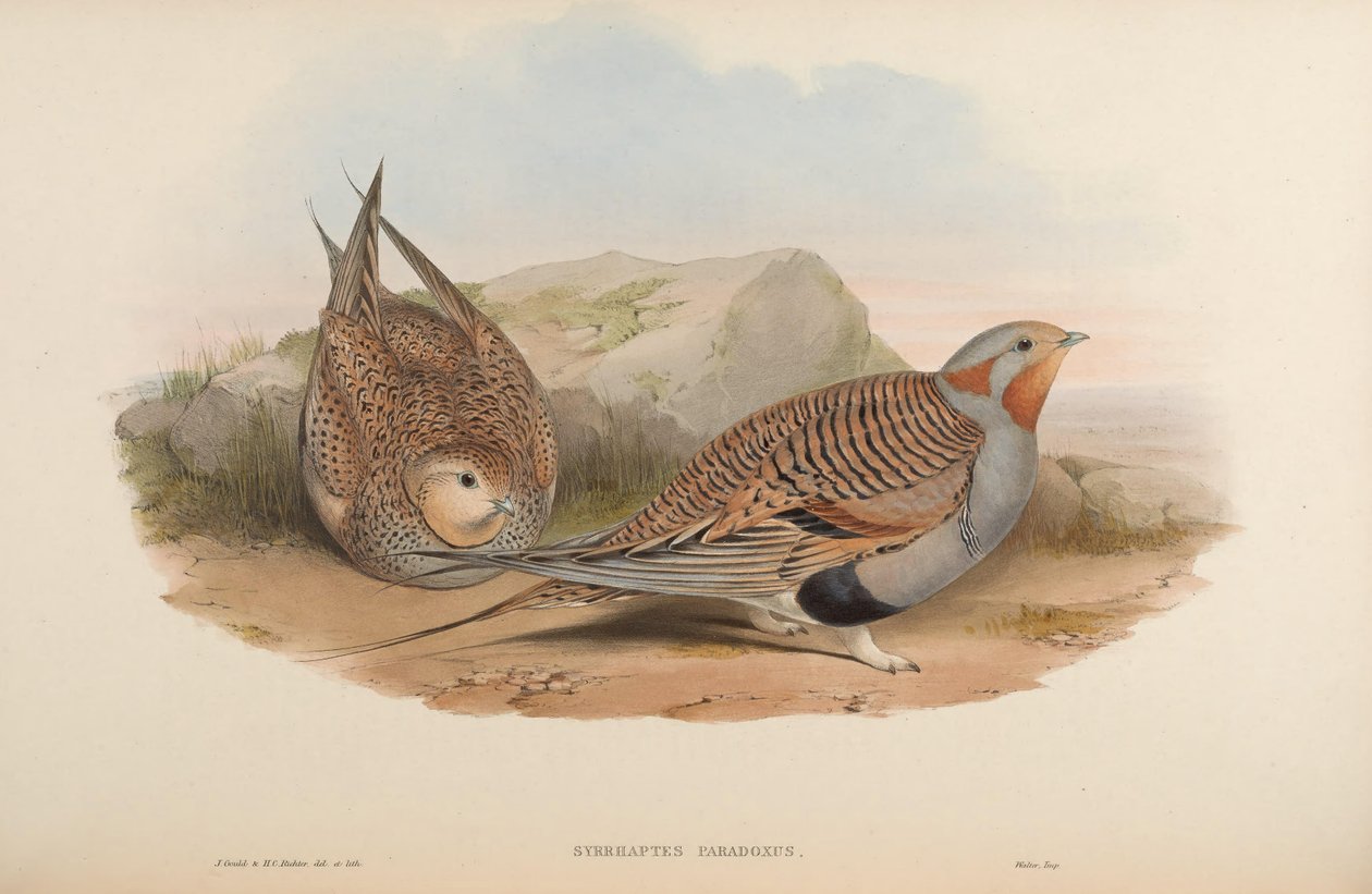 Syrrhaptes paradoxus autorstwa John Gould