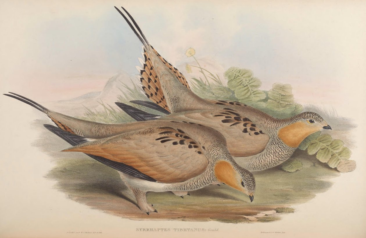 Syrrhaptes tibetanus autorstwa John Gould