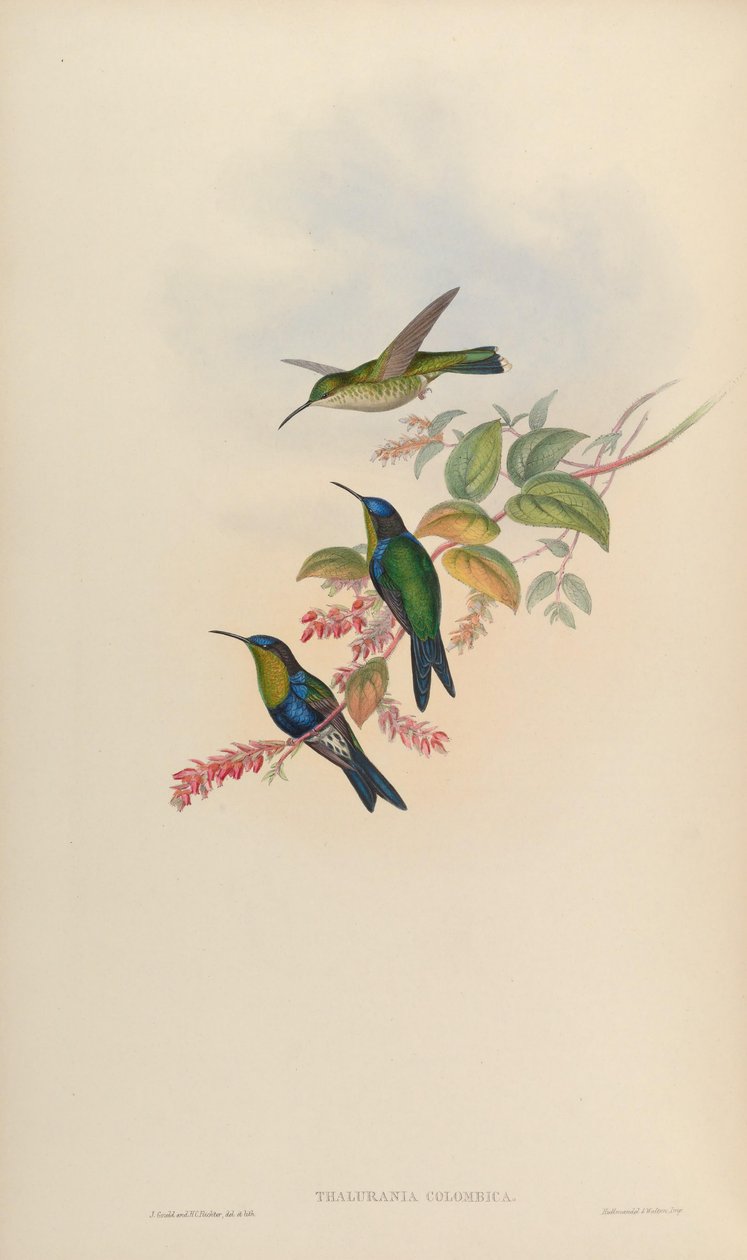 Thalurania colombica autorstwa John Gould