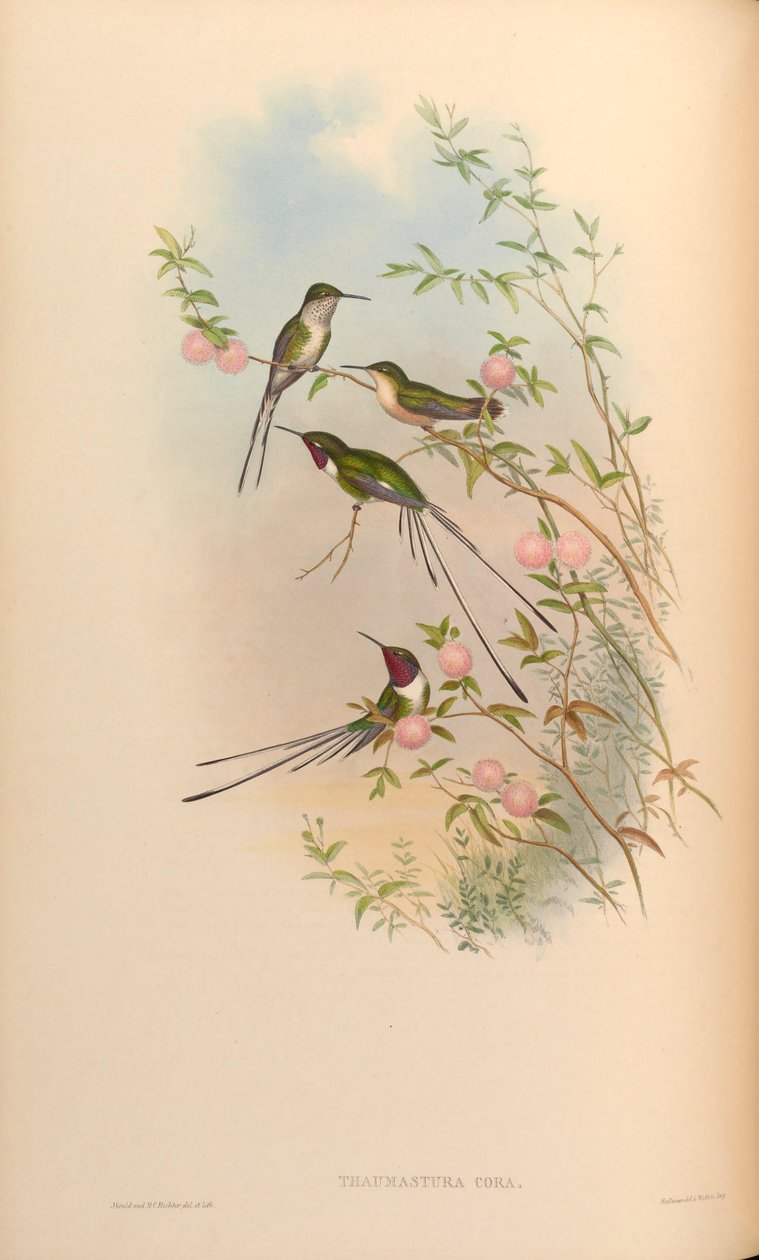Thaumastura się rumieni autorstwa John Gould