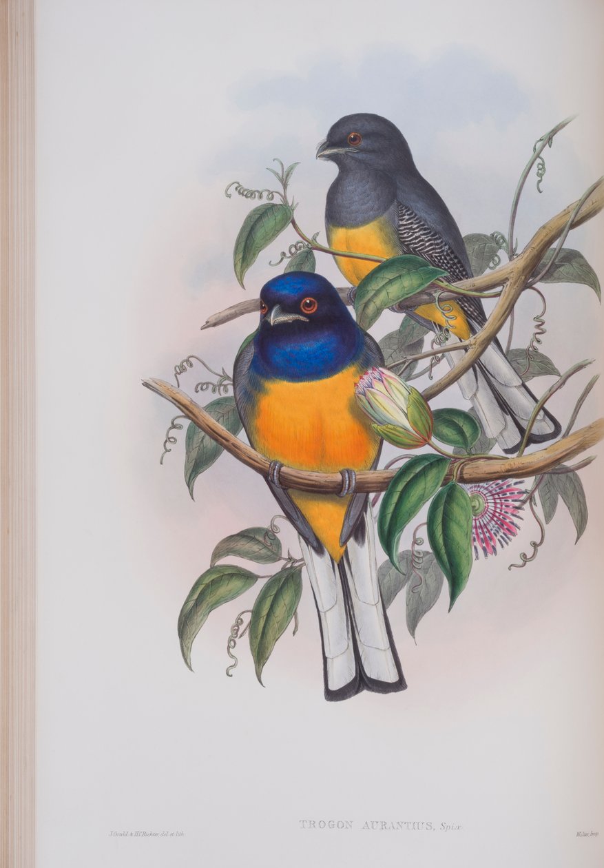 Trogon Aurantius, płyta z The Birds of Great Britain autorstwa Johna Goulda, wydana w latach 1862-73 (litografia ręcznie kolorowana) autorstwa John Gould