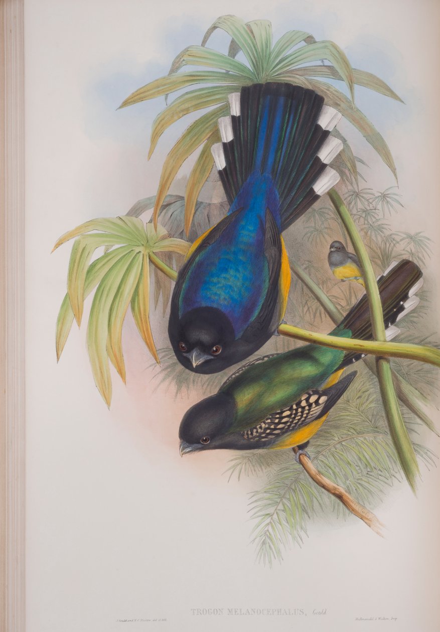 Trogon Melanocephalus, płyta z The Birds of Great Britain autorstwa Johna Goulda, wydana w latach 1862-73 (litografia ręcznie kolorowana) autorstwa John Gould