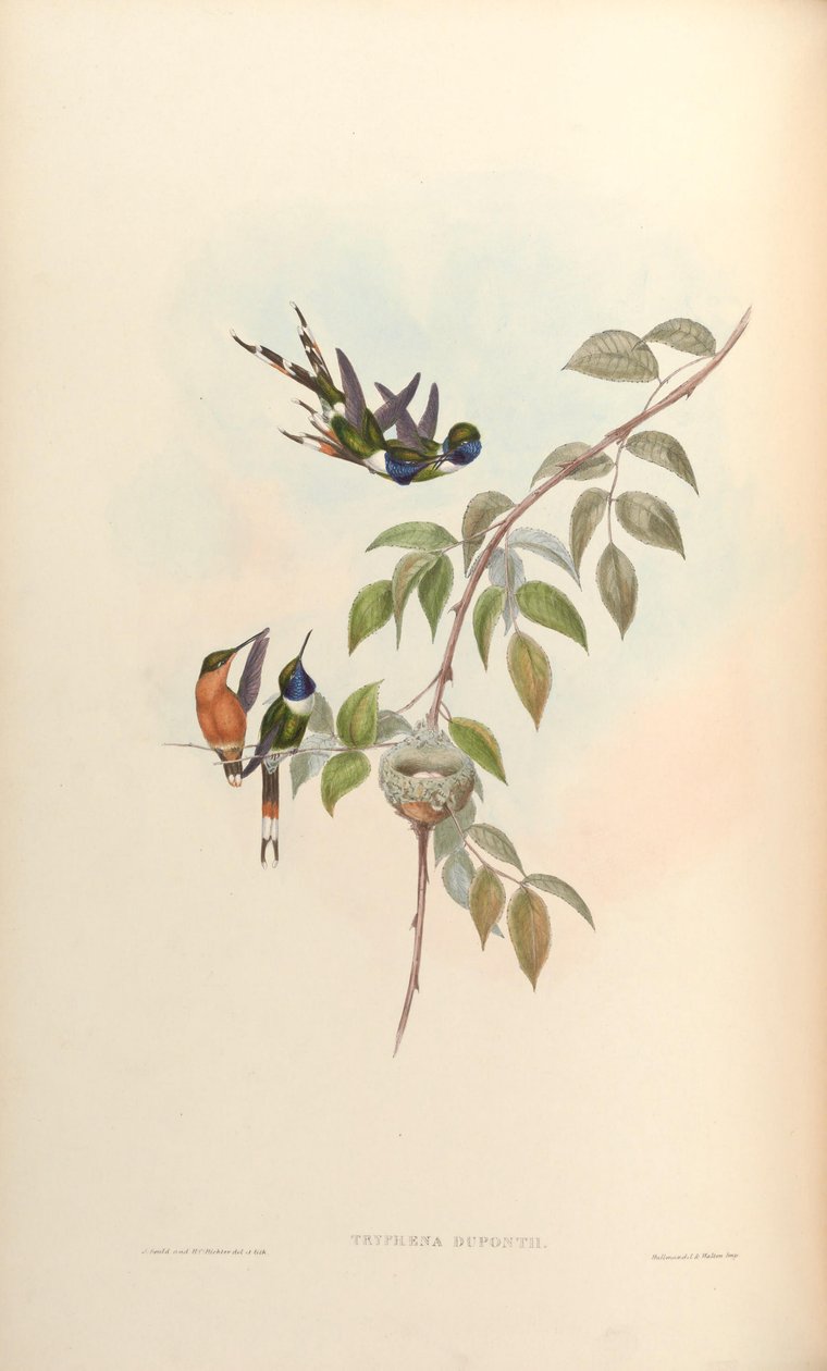 Tryphaena duponti = tilmatura duponti autorstwa John Gould