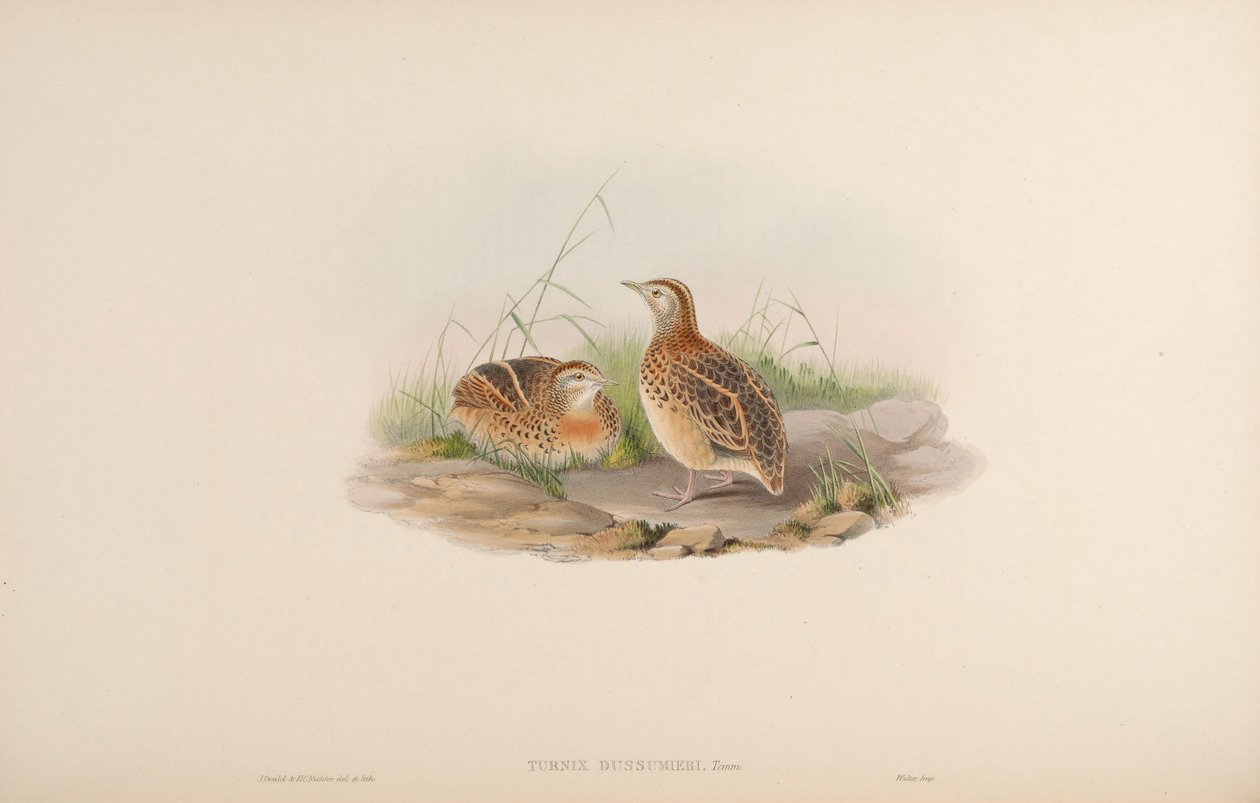 Turnix dussumieri = Turnix sylvaticus dussumier [2] autorstwa John Gould