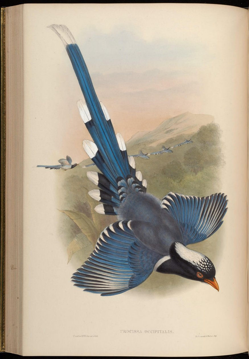 Urocissa occipitalis = Urocissa erythroryncha occipitalis autorstwa John Gould
