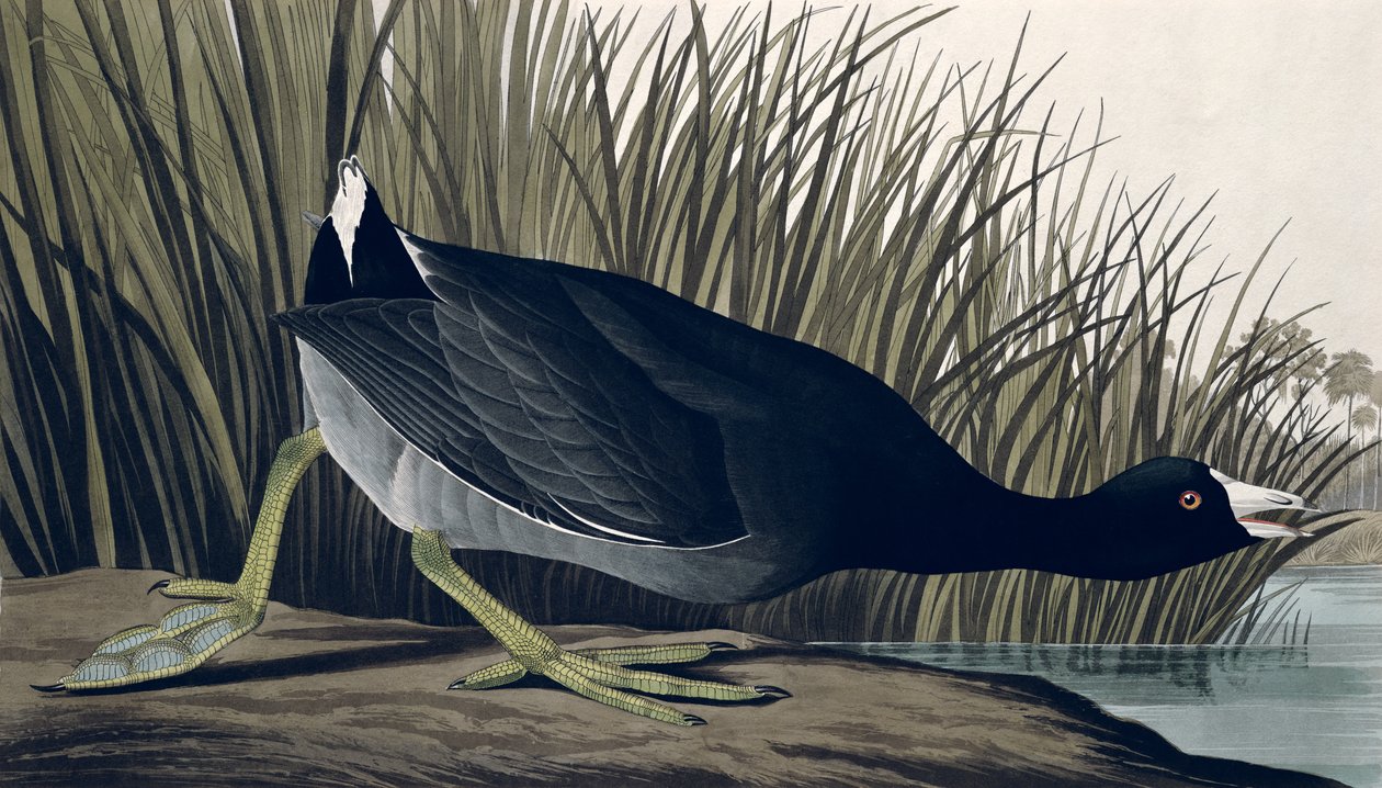 Łyska amerykańska, z „Birds of America”, 1835 autorstwa John James Audubon