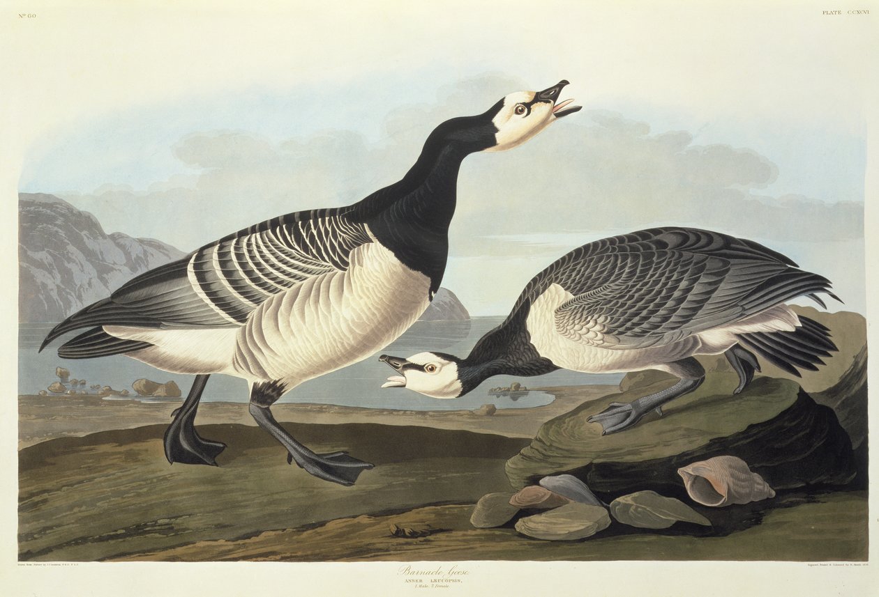 Gęsi Pąkli autorstwa John James Audubon