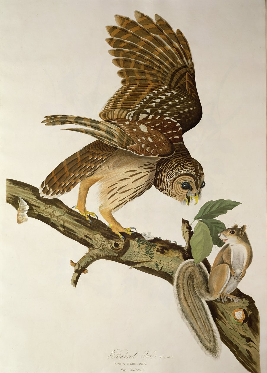 Puszczyk puszczy, z „Birds of America” autorstwa John James Audubon