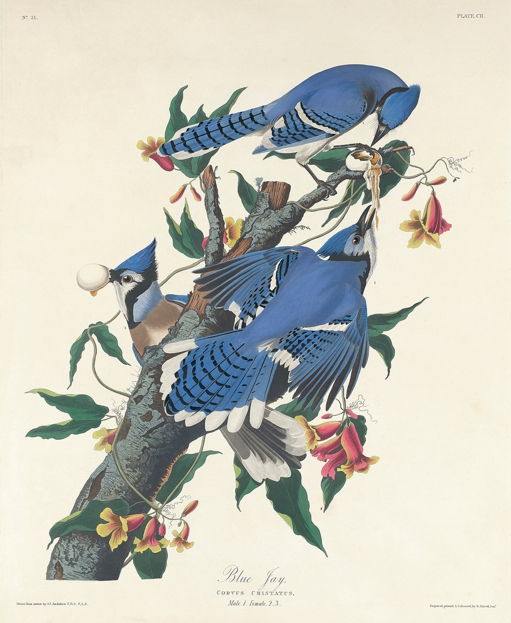 Błękitna Sójka, 1831 autorstwa John James Audubon