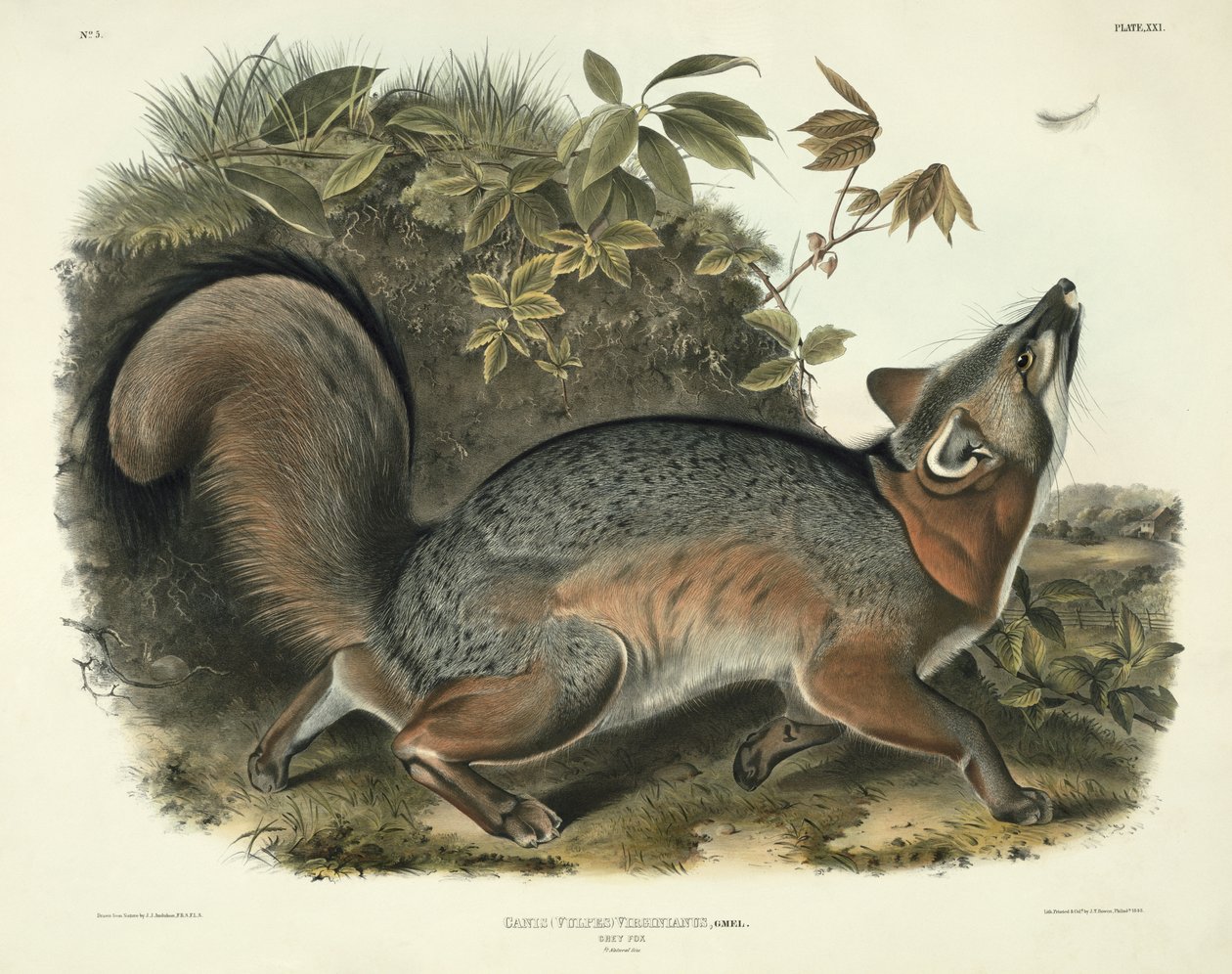 Canis (Vulpes) Virginianus (Szary Lis), tabliczka 21 z „Cworonogów Ameryki Północnej”, rytowana przez Johna T. Bowena (1801-c.1856), 1843 autorstwa John James Audubon
