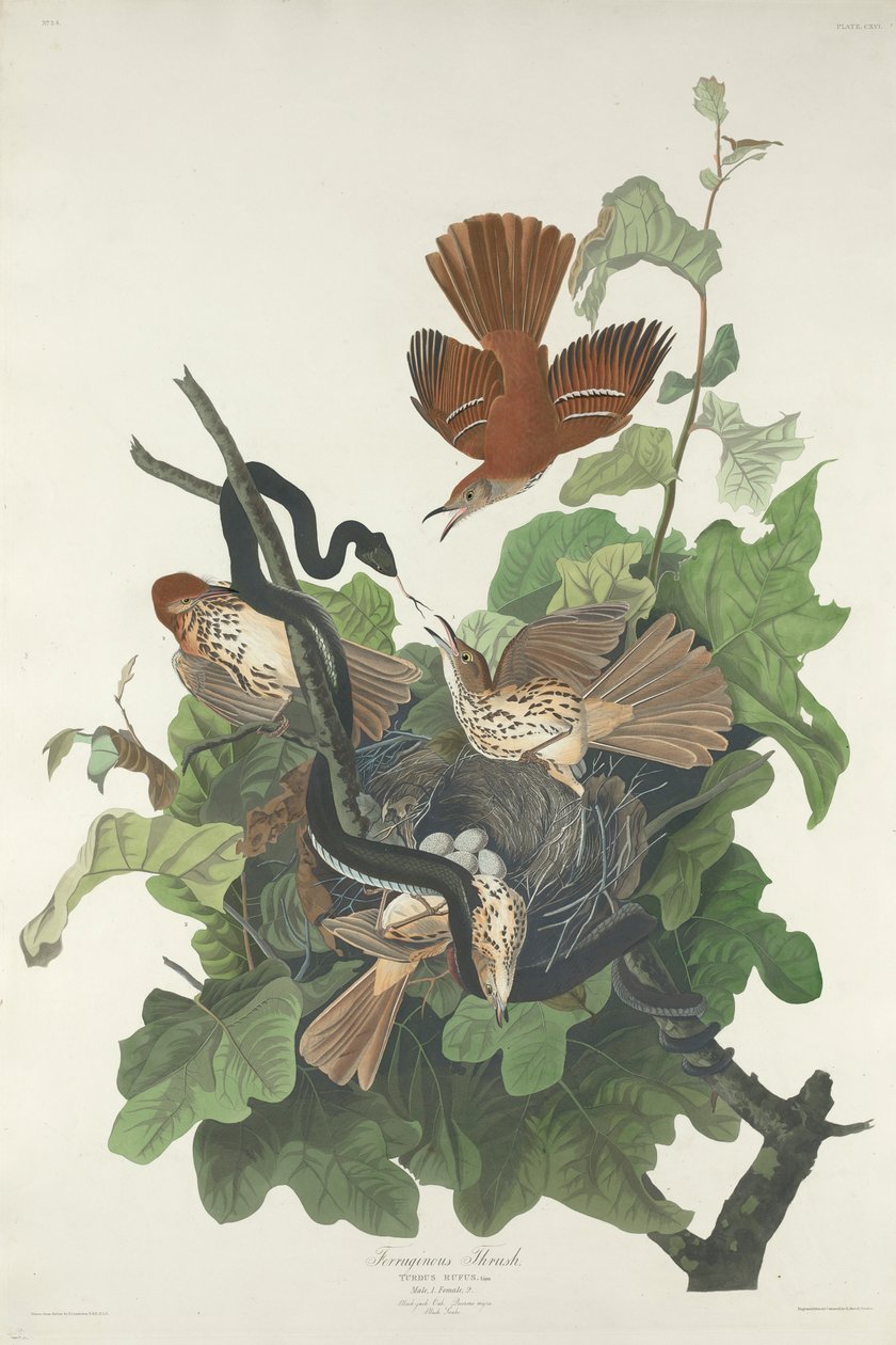 Drozd podgorzałka, 1831 autorstwa John James Audubon