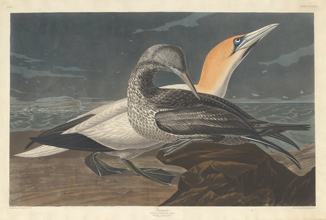 Gannet, 1836 autorstwa John James Audubon