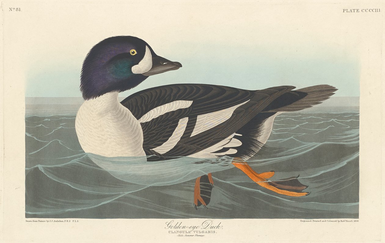 Kaczka Złotooka, 1836 autorstwa John James Audubon