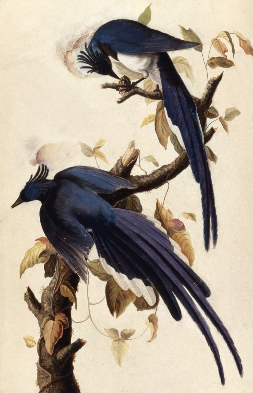 Sroka Jay, 1829 (wc, kolaż i grafit na papierze) autorstwa John James Audubon