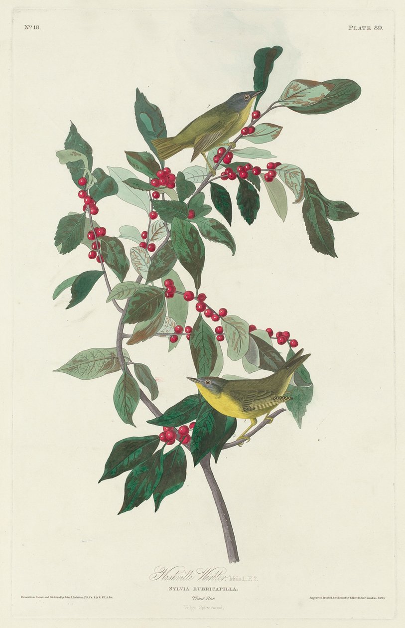 Warbler Nashville, 1830 autorstwa John James Audubon