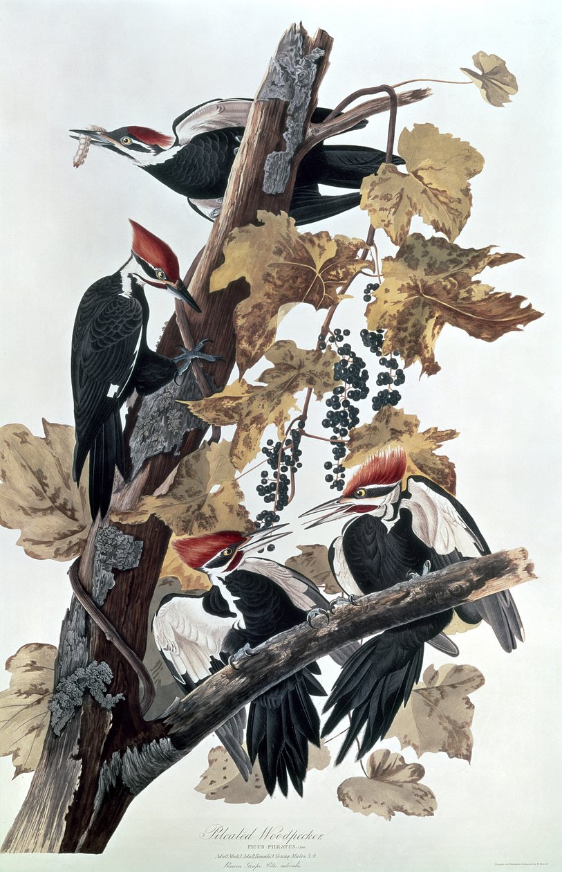 Dzięcioły paleolity autorstwa John James Audubon