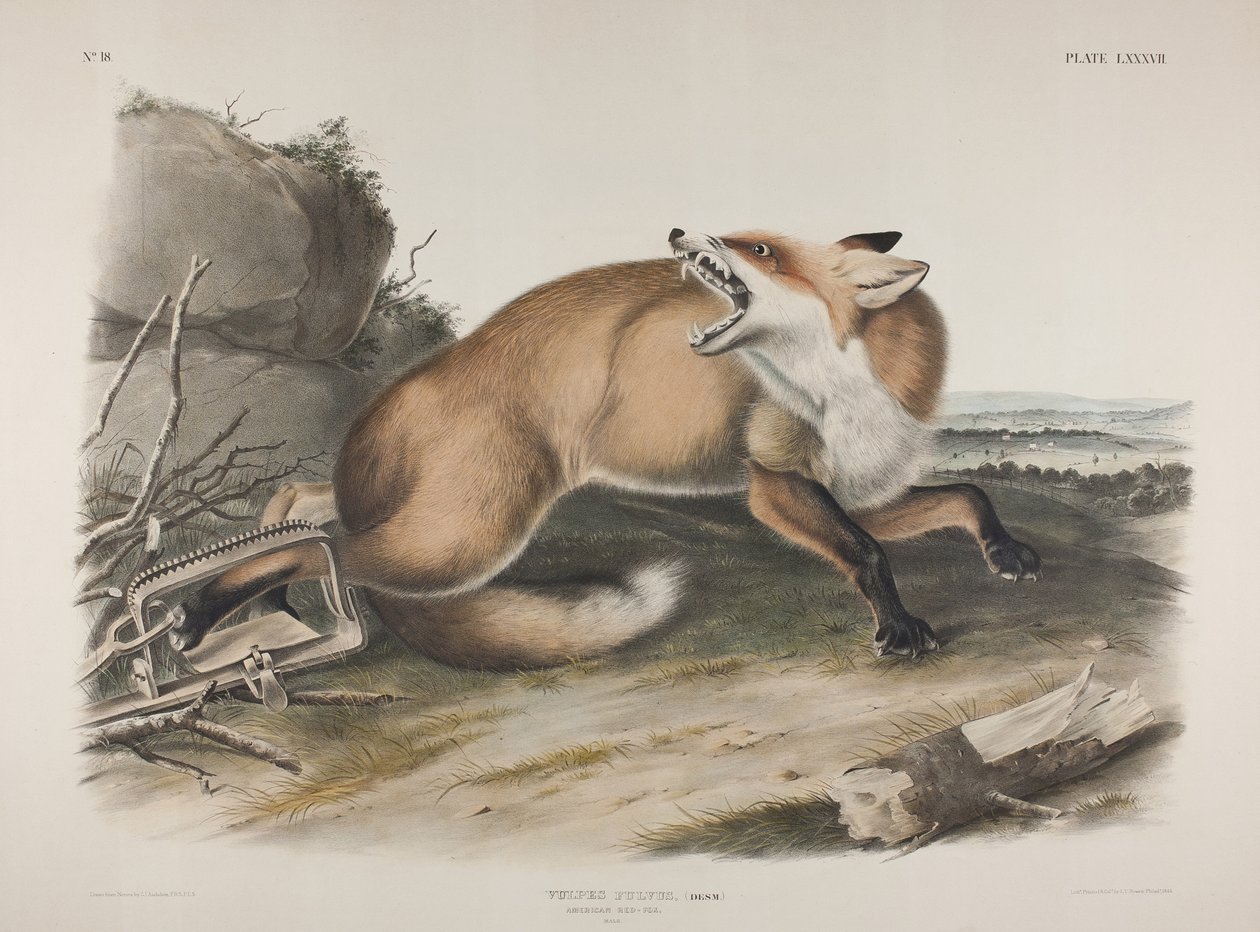 Tablica 87. Vulpes Fulvus, Desm. Amerykański lis rudy, 1846 (ręcznie kolorowany i drukowany w kolorze lito na papierze tkanym) autorstwa John James Audubon