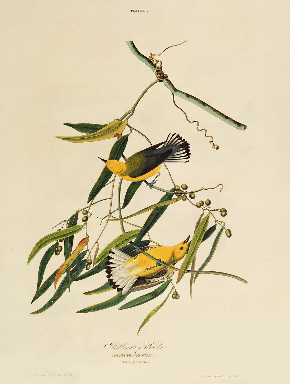 Prothonotary Warbler, z „Birds of America”, grawerowane przez William Home Lizars (1788-1859) autorstwa John James Audubon