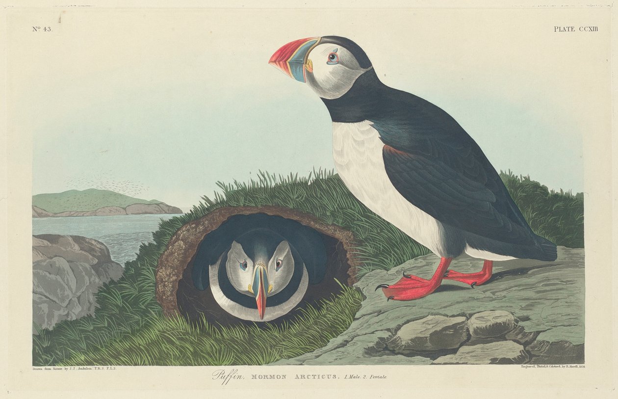 Maskonur, 1834 autorstwa John James Audubon