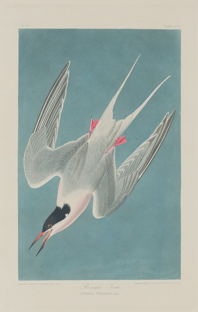 Rybitwa różowa, 1835 autorstwa John James Audubon