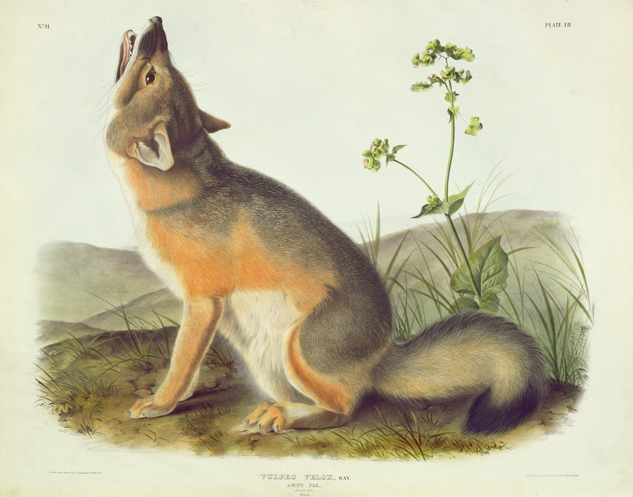 Vulpes Velox (Swift Fox), tablica 52 z "Quadrupeds of North America", wyryta przez Johna T. Bowena (1801-c.1856), 1844 autorstwa John James Audubon