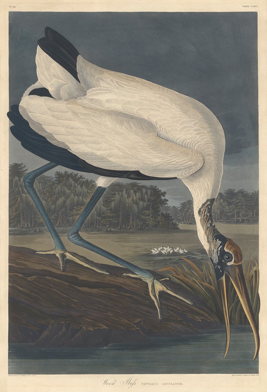 Drewniany Ibis, 1834 autorstwa John James Audubon