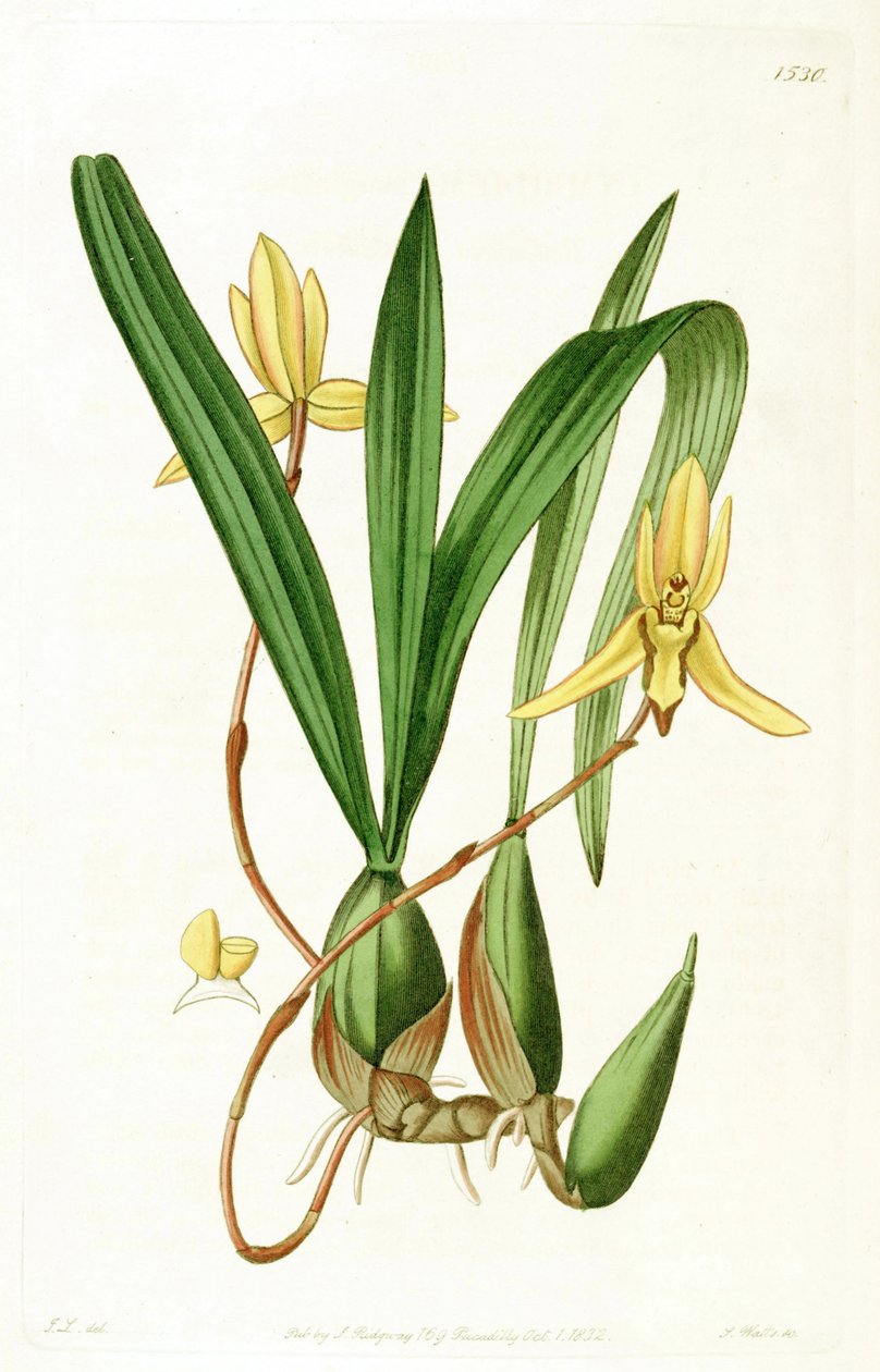 Brasiliorchis marginata (jako syn. Cymbidium marginatum) autorstwa John Lindley