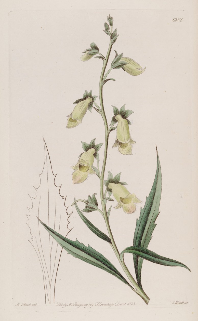 Digitalis obscura subsp. laciniata autorstwa John Lindley