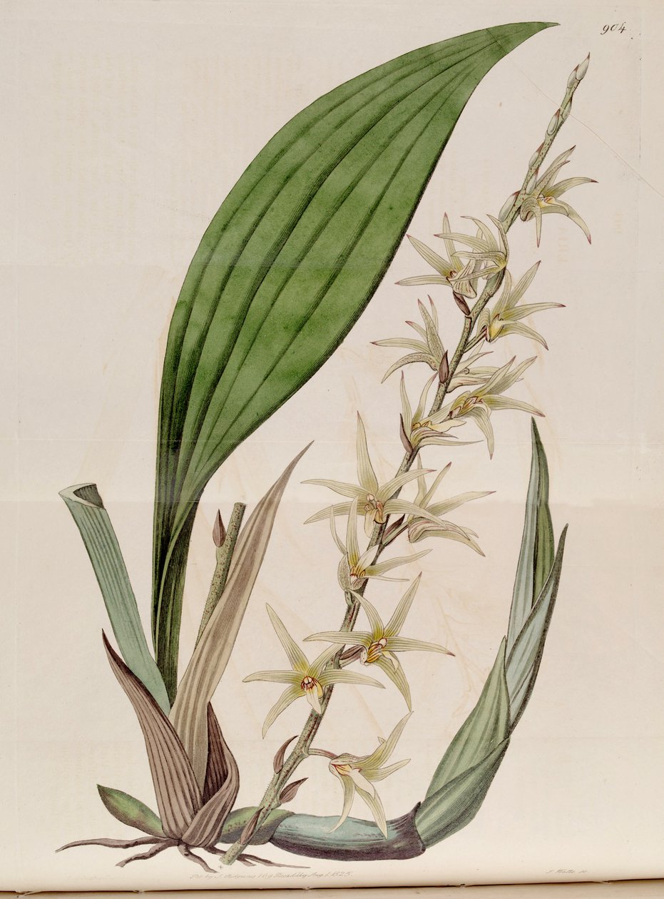 Ilustracja Eria javanica (jako syn. Eria stellata) autorstwa John Lindley