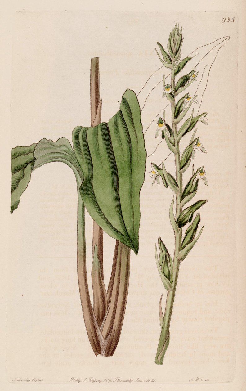 Ilustracja Pelexia adnata (jako syn. Pelexia spiranthoides) autorstwa John Lindley