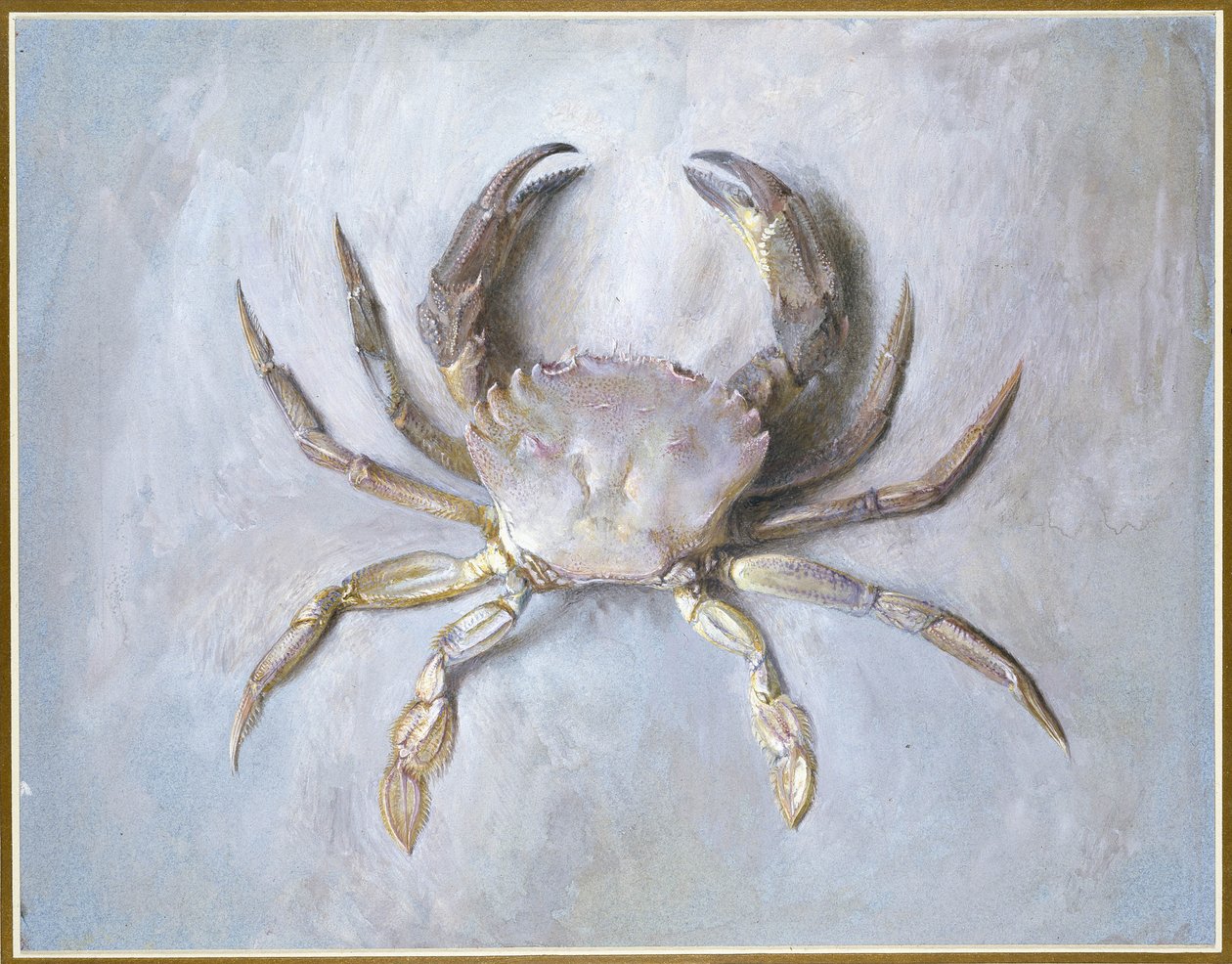 Aksamitny Krab, 1870-1 (wc nad ołówkiem na papierze) autorstwa John Ruskin