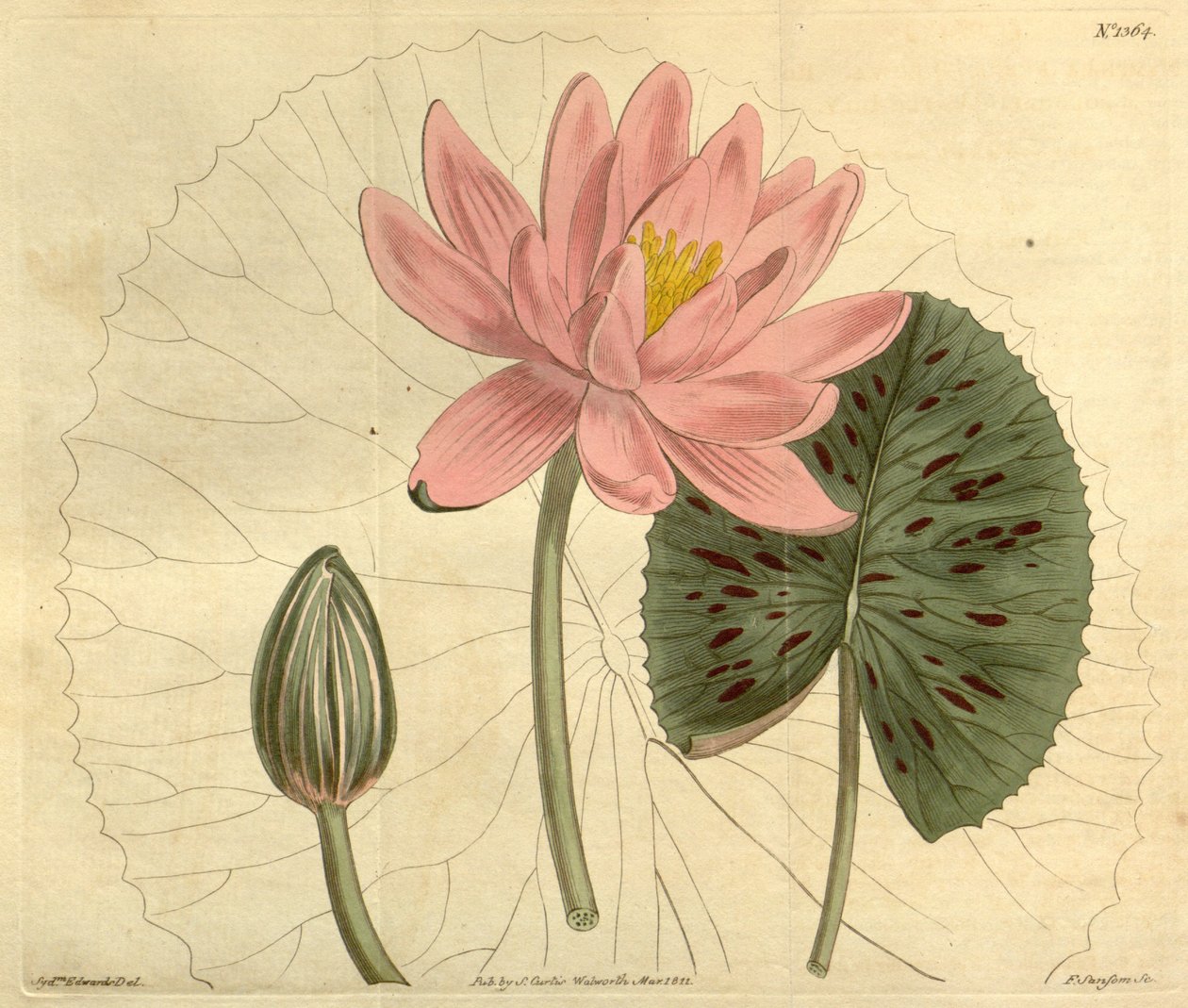 Nymphaea pubescens autorstwa John Sims