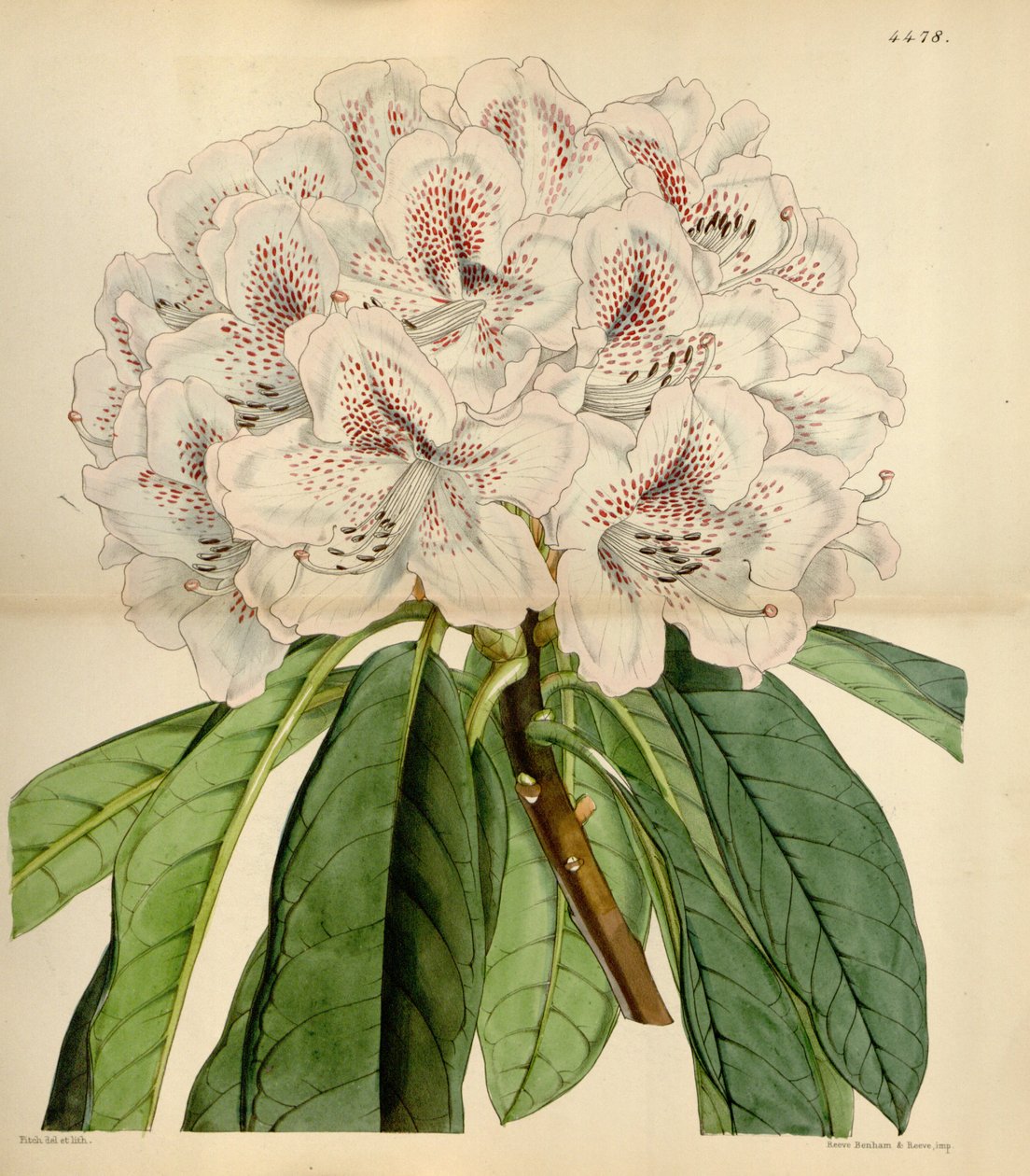 Rododendron × russelianum 