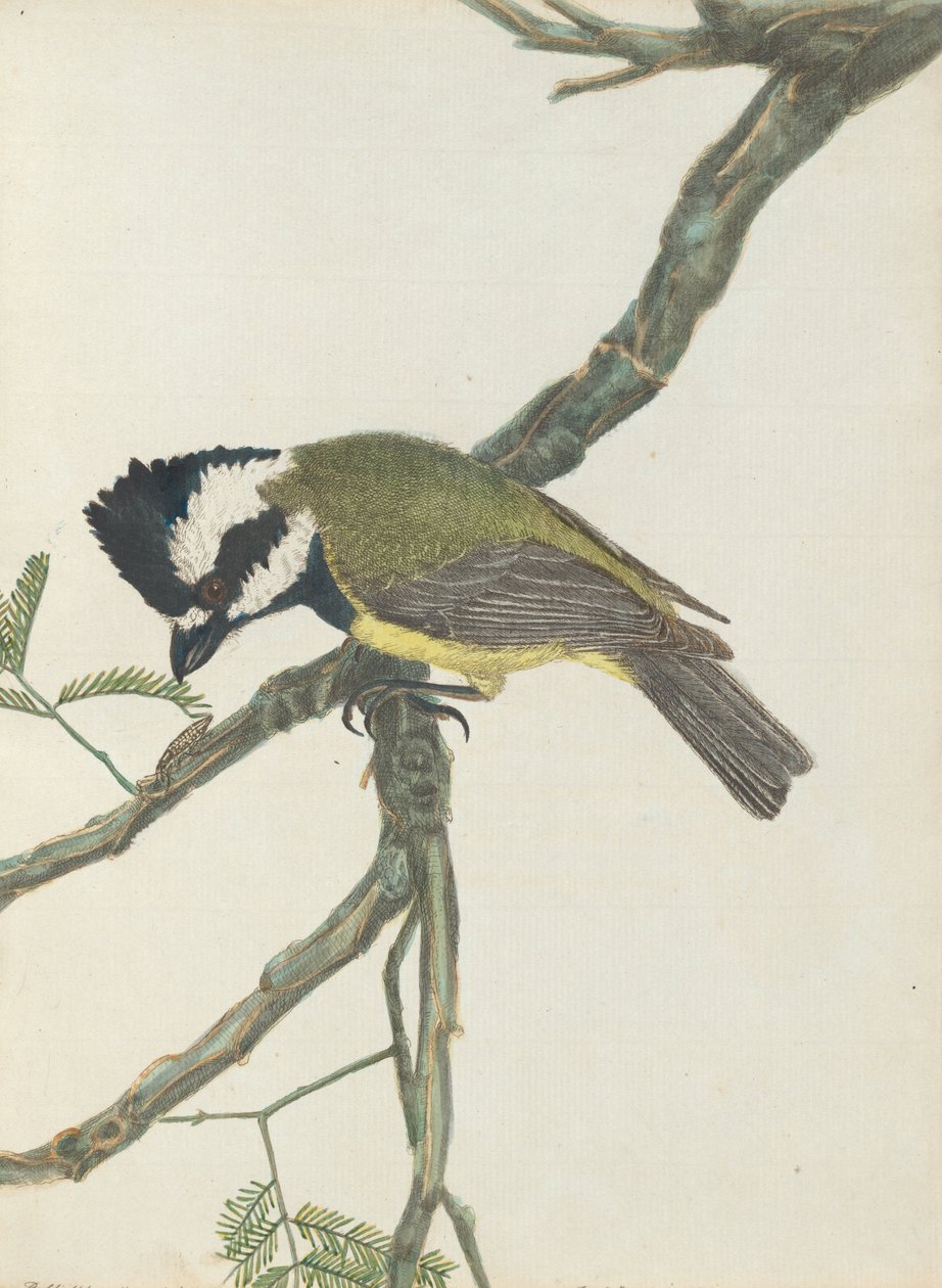 Czubatka.Lewin, John. Ptaki Nowej Południowej Walii wraz z ich historią naturalną. Sydney- G. Howe, 18... autorstwa John William Lewin