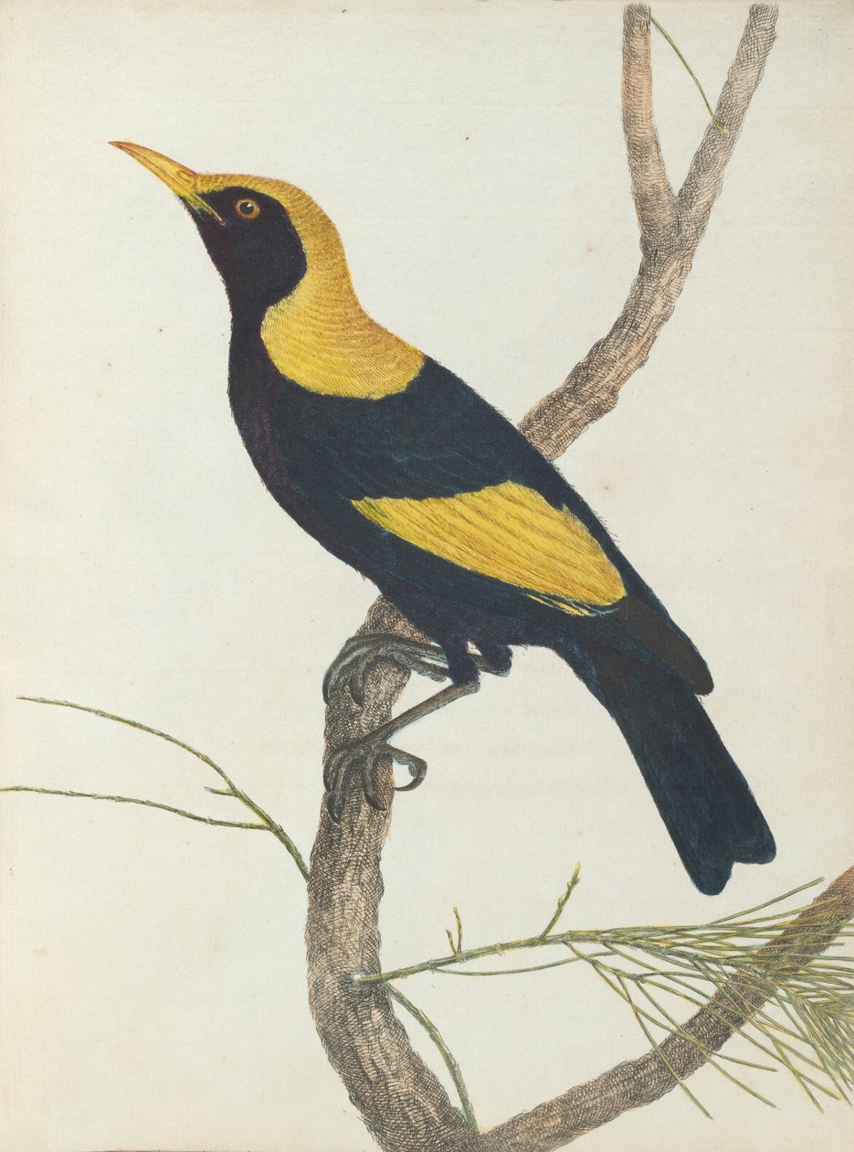 Król wiciokrzew.Lewin, Jan. Ptaki Nowej Południowej Walii wraz z ich historią naturalną. Sydney- G. Howe, ... autorstwa John William Lewin
