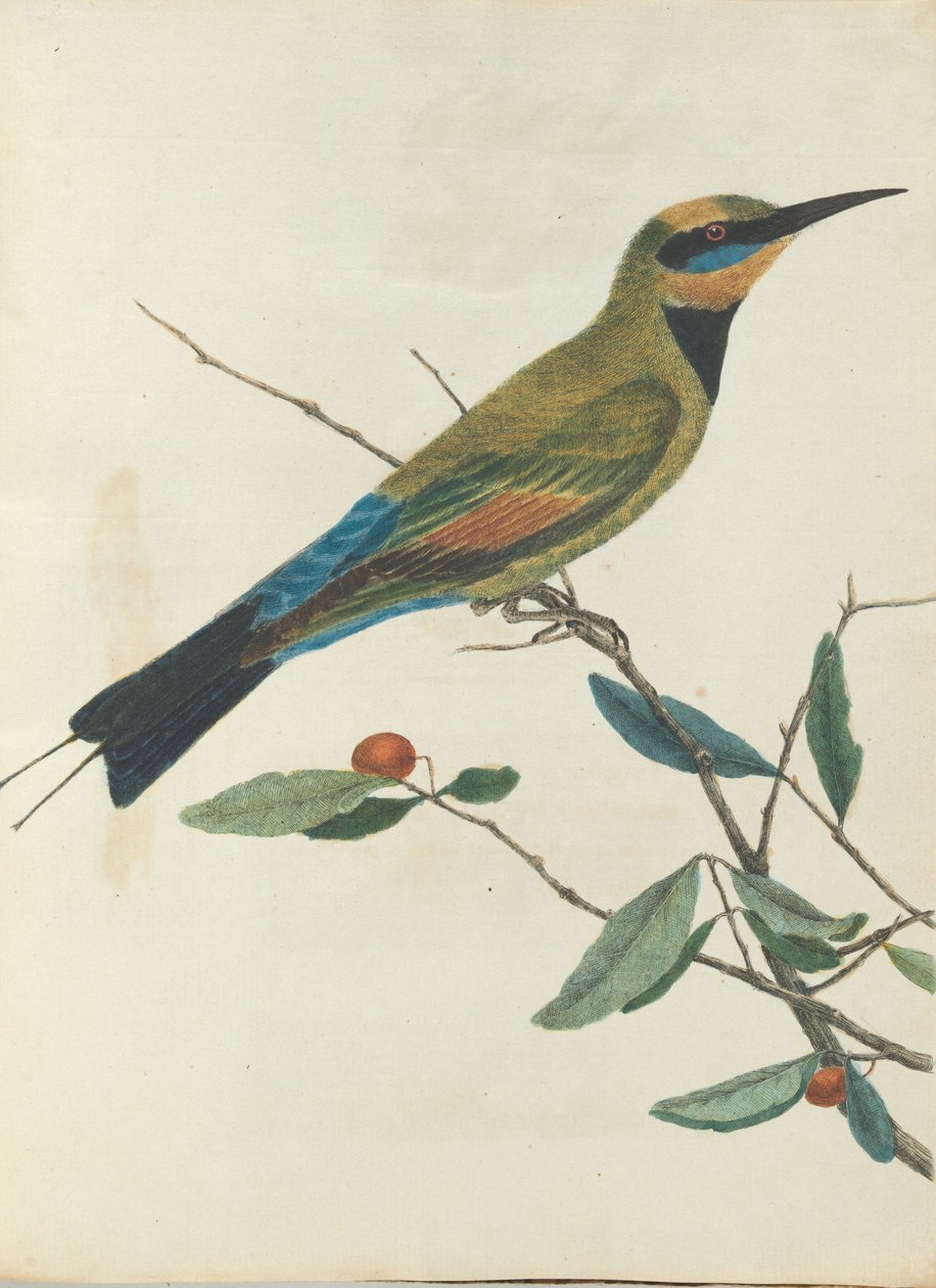 Zjadacz pszczół górskich. Lewin, John. Ptaki Nowej Południowej Walii wraz z ich historią naturalną. Sydney- G. Howe... autorstwa John William Lewin