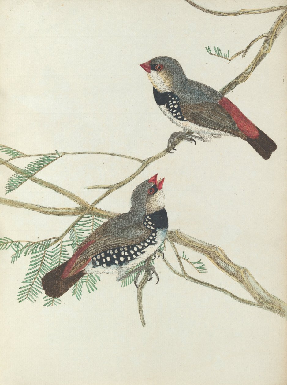 Cętkowany grubodziób.Lewin, John. Ptaki Nowej Południowej Walii wraz z ich historią naturalną. Sydney- G. Howe,... autorstwa John William Lewin