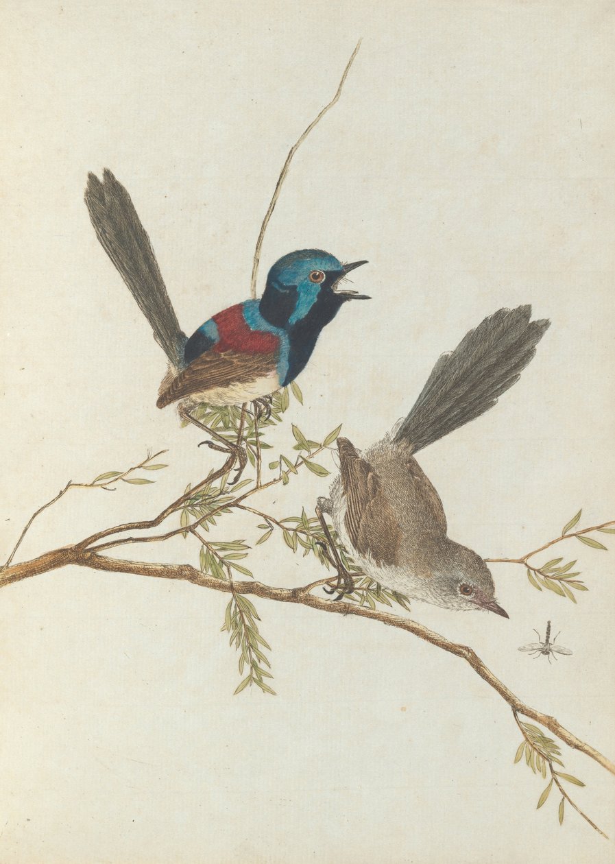 Lasówka pstrokata.Lewin, John. Ptaki Nowej Południowej Walii wraz z ich historią naturalną. Sydney- G. Howe... autorstwa John William Lewin