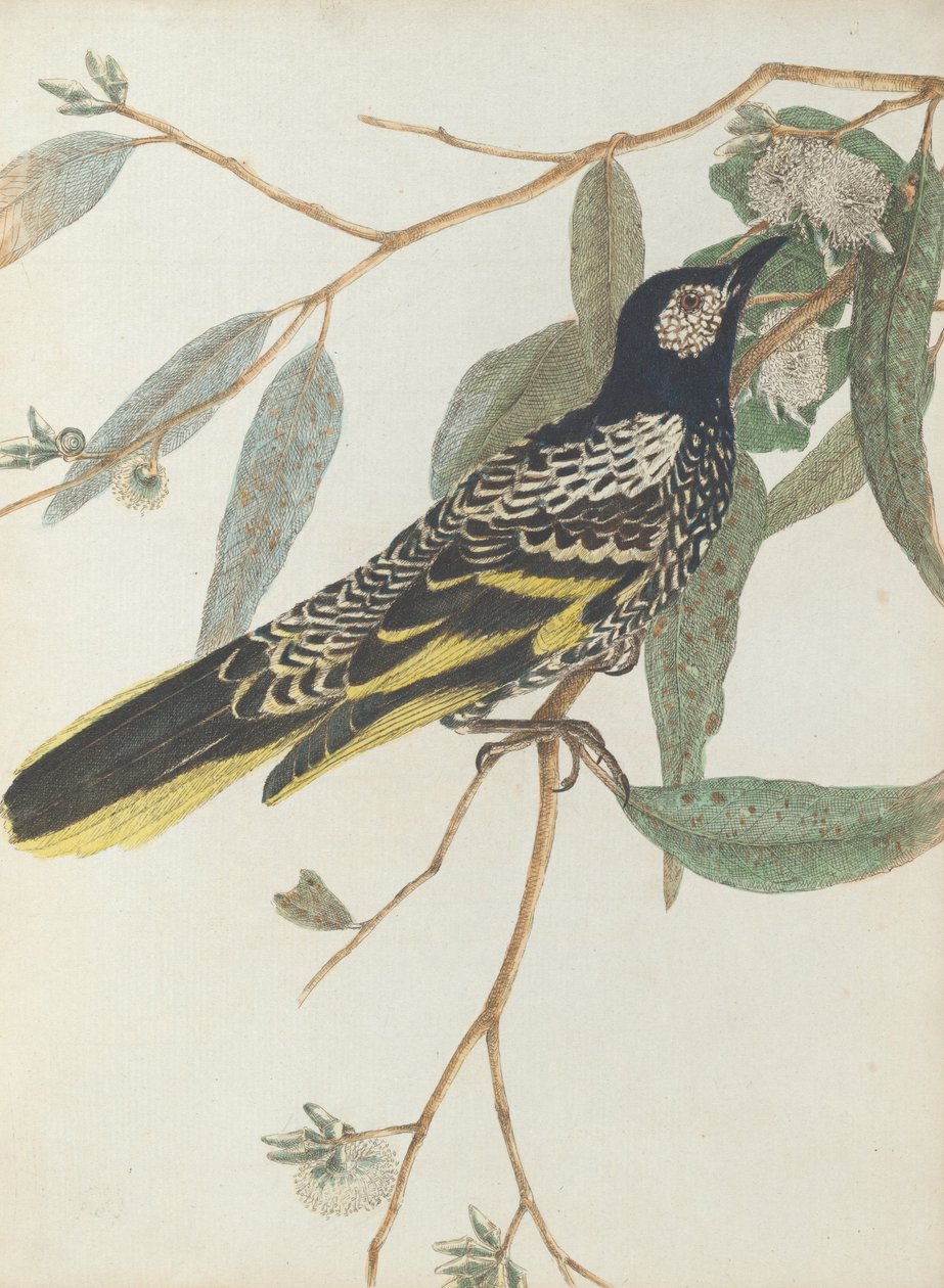 Warty twarzy wiciokrzew.Lewin, John. Ptaki Nowej Południowej Walii wraz z ich historią naturalną. Sydney- G. ... autorstwa John William Lewin