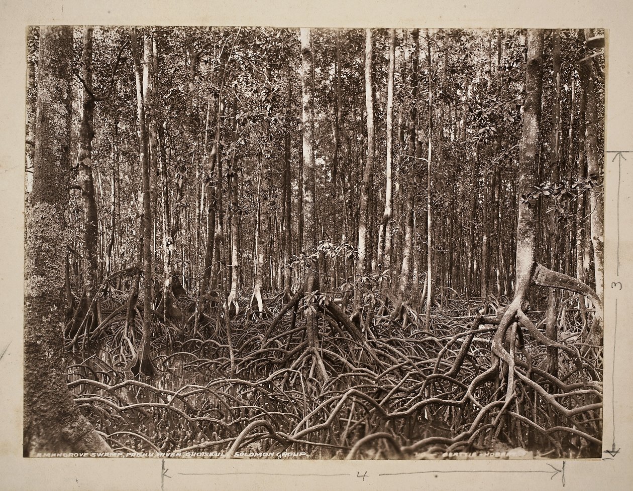 Bagno namorzynowe, rzeka Pachu, Choiseul, Solomon Group (odbitka żelatynowo-srebrowa) autorstwa John Beattie