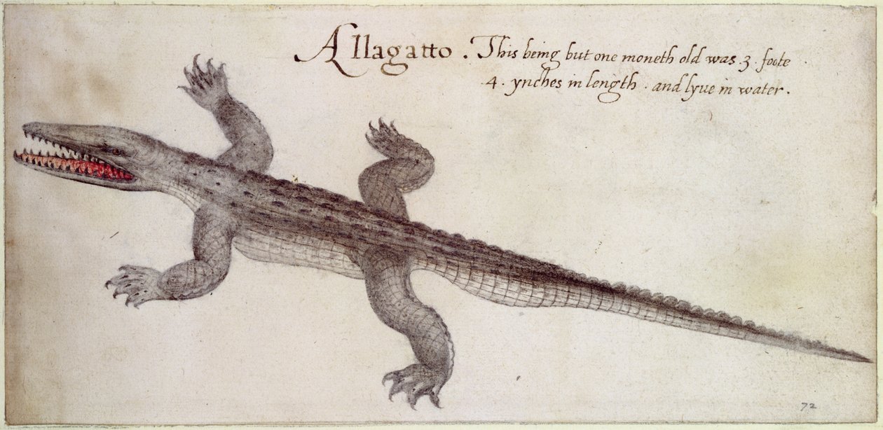 Aligator (pióro, tusz i wc na papierze) autorstwa John White