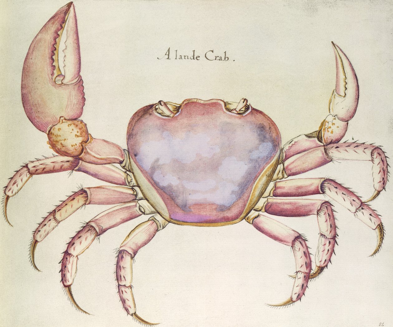 Krab lądowy autorstwa John White