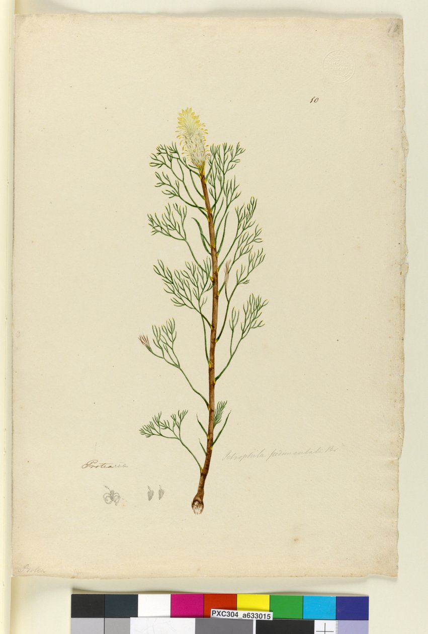 Strona 10. Petrophile pedunculata, c.1803-06 (toaleta, długopis, atrament i ołówek) autorstwa John William Lewin
