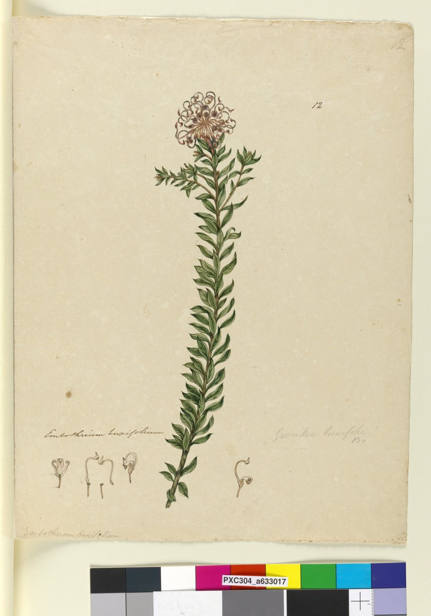 Strona 12. Grevillea buxifolia, c.1803-06 (toaleta, długopis, atrament i ołówek) autorstwa John William Lewin